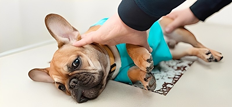 犬のマッサージ