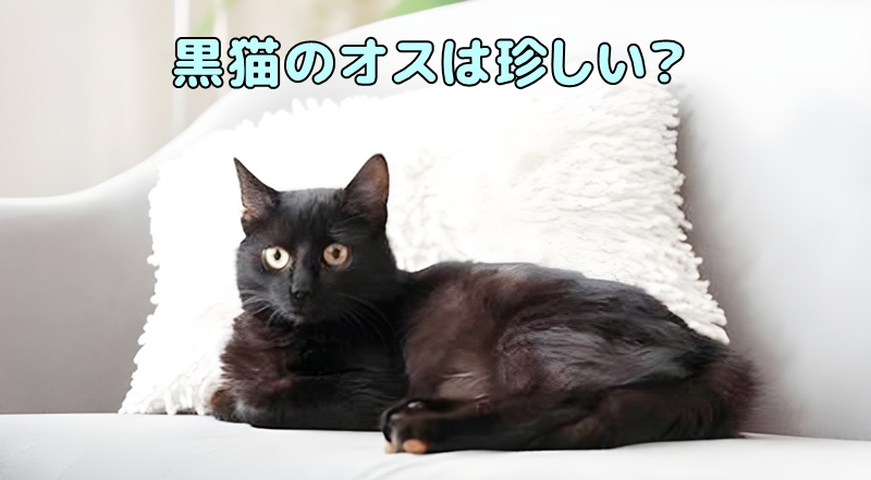 黒猫のオスは珍しい?