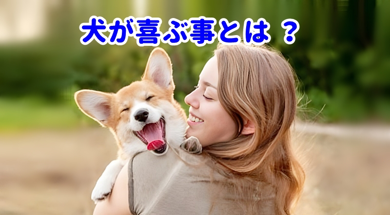 犬が喜ぶ事