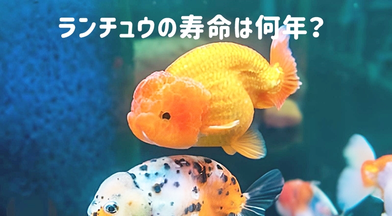 ランチュウ