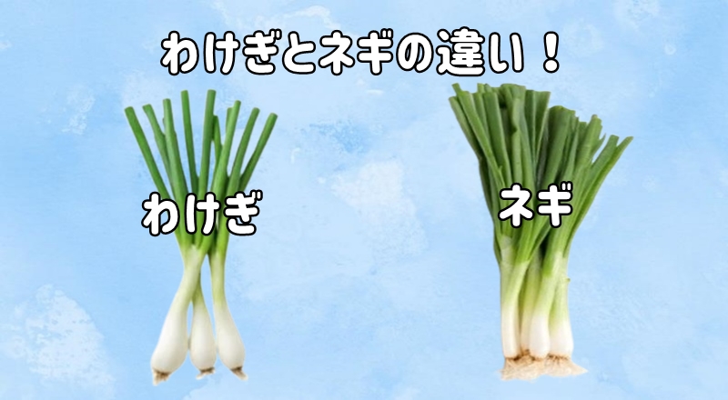 わけぎとネギ