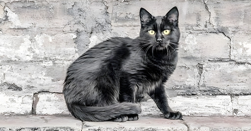 黒猫
