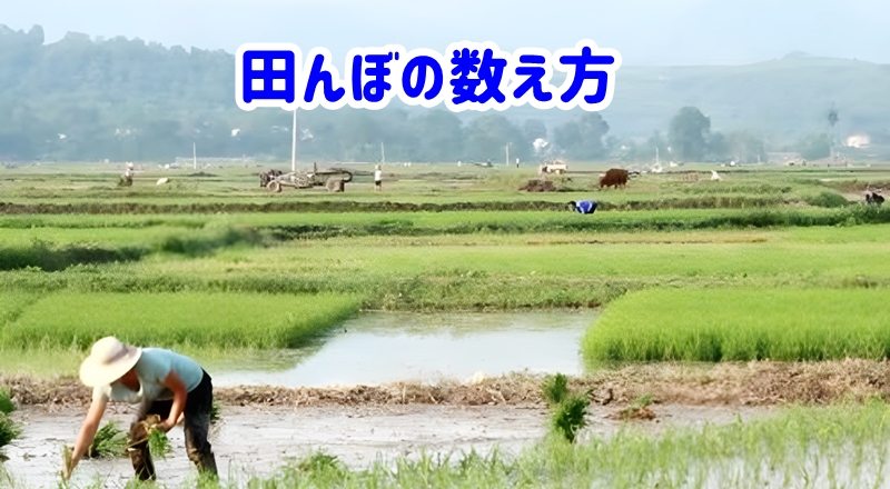 田んぼの数え方