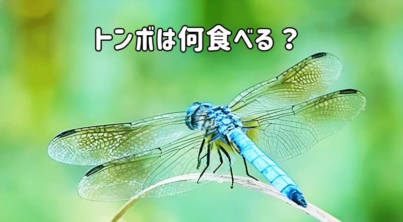 トンボ