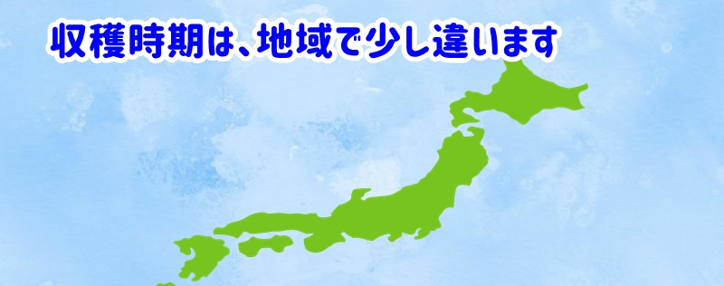 収穫時期は、地域で少し違います