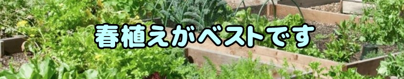 春植えがベスト