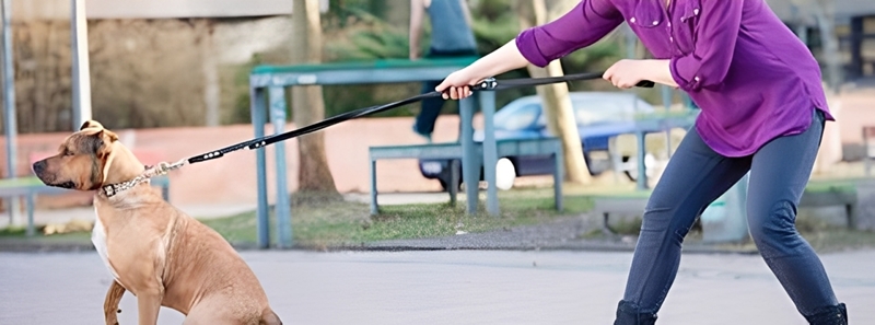犬を引っ張る