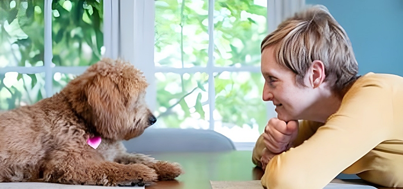 犬と人が見つめ合う