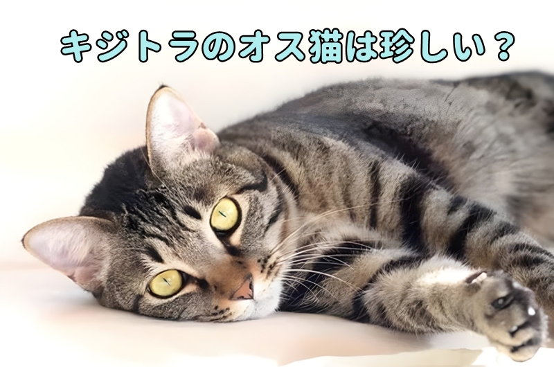 キジトラのオス猫は珍しい？
