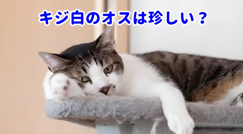 キジ白のオスは珍しい？