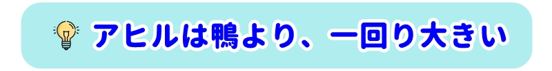 アヒルは鴨より一回り大きい