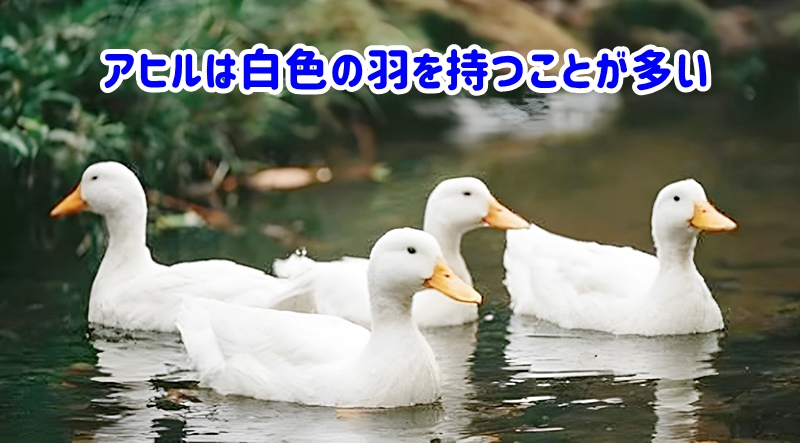 アヒルは白色の羽を持つことが多い