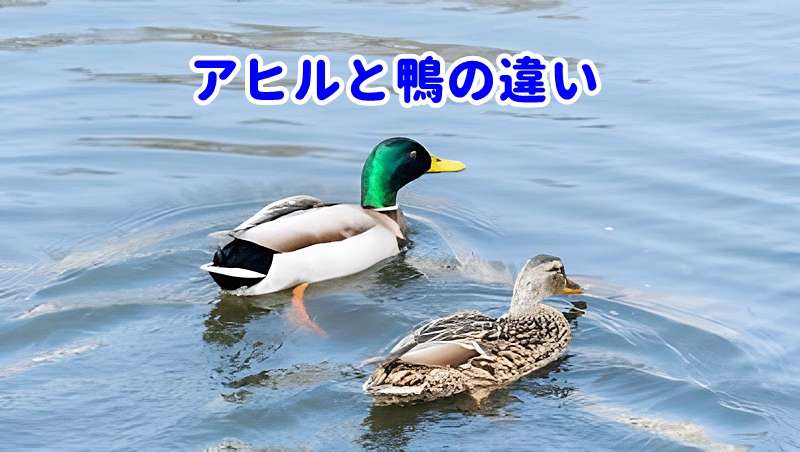 アヒルと鴨の違い