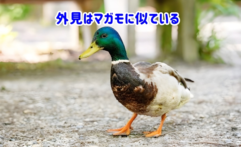 歩く合鴨の様子