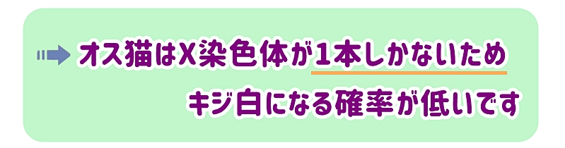 オス猫はX染色体が1本しかないため、キジ白になる確率が低い