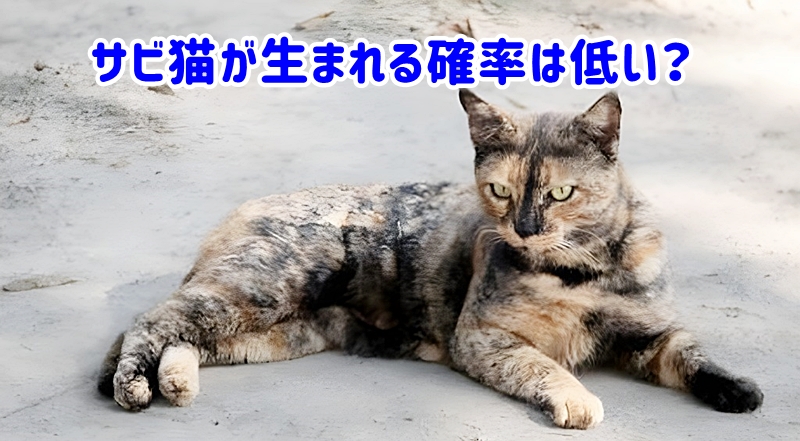 サビ猫が生まれる確率は