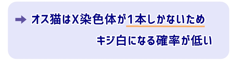 オス猫はX染色体が1本しかないためキジ白になる確率が低い