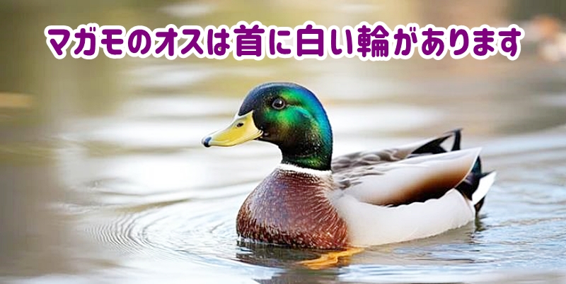 首に白い輪のある泳ぐマガモ