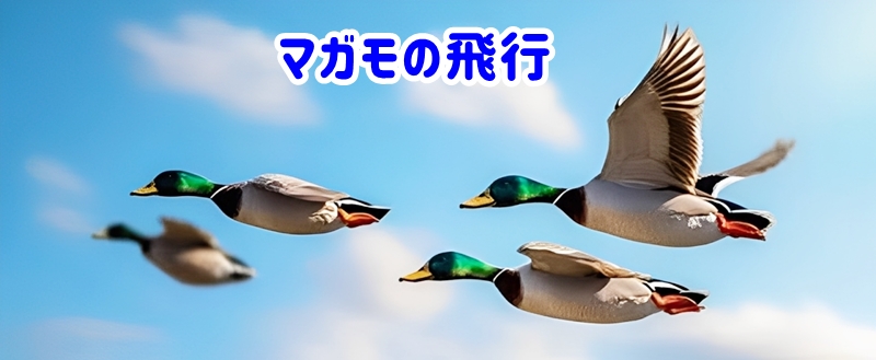 マガモの飛行