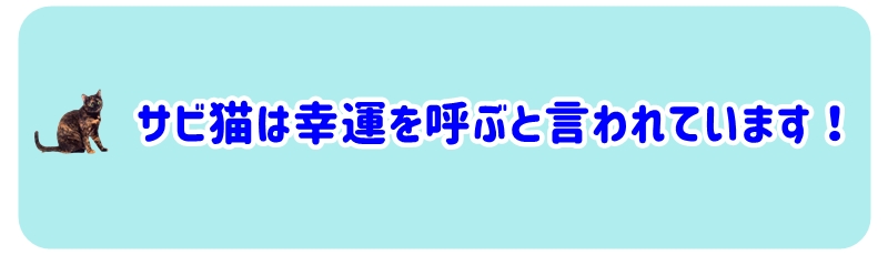 サビ猫は幸運を呼ぶと言われています