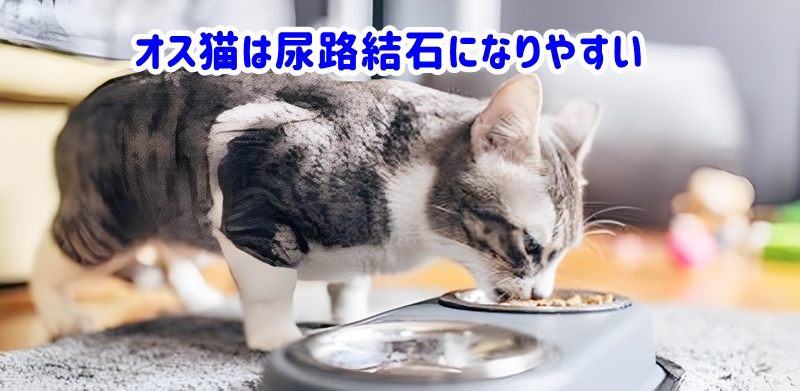 オス猫は尿路結石になりやすい